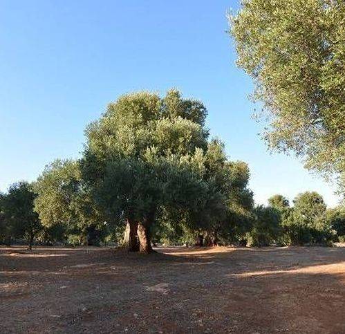 Terreno a Carovigno in Strada Provinciale 32 - Foto 4