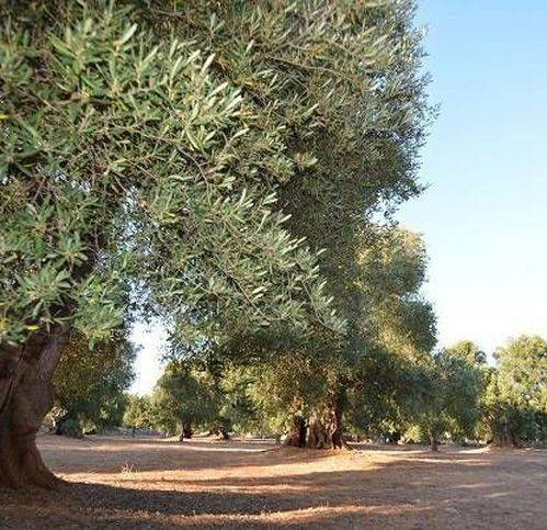 Terreno a Carovigno in Strada Provinciale 32 - Foto 5