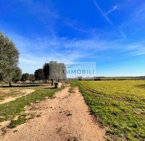 Rustico / casale a Carovigno in Ignota - Foto 3