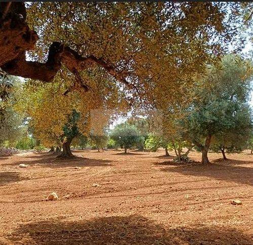 Terreno a Carovigno in Via Serranova - Foto 3