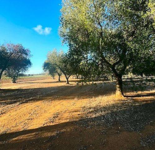 Rustico / casale a Carovigno in Contrada Canali 21 - Foto 4