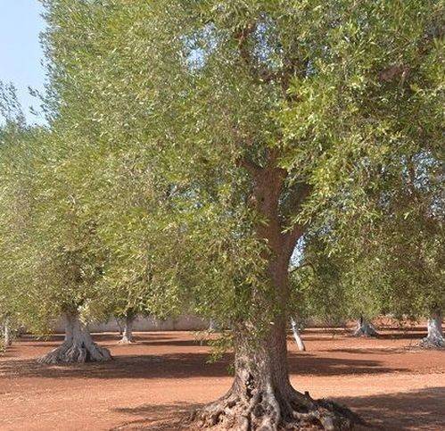 Rustico / casale a Carovigno in Via Serranova - Foto 4