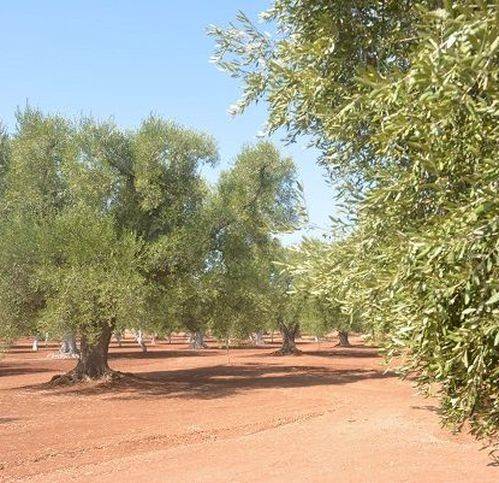 Rustico / casale a Carovigno in Via Serranova - Foto 5