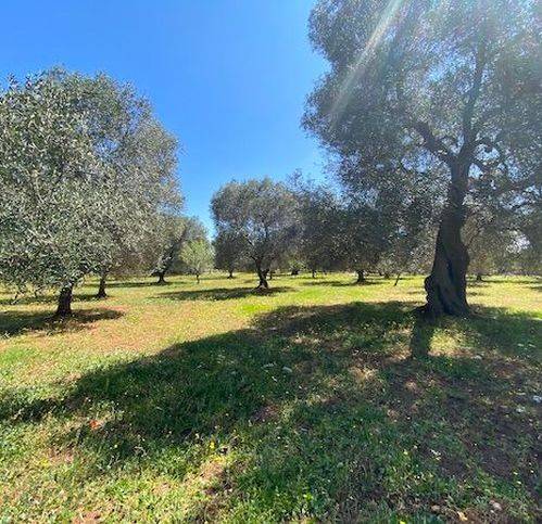 Rustico / casale a Carovigno in Contrada Colacurto - Foto 3