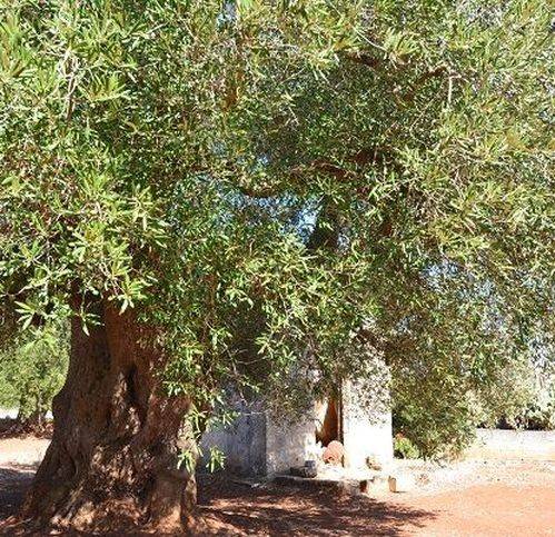 Rustico / casale a Carovigno in Contrada Marcello - Foto 2