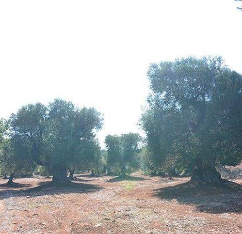 Rustico / casale a Carovigno in Contrada Marcello - Foto 3