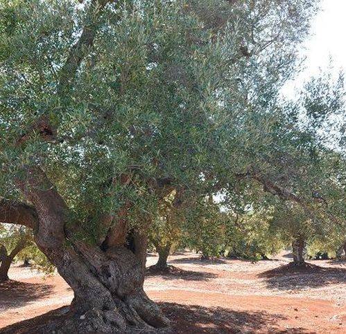 Rustico / casale a Carovigno in Contrada Marcello - Foto 4