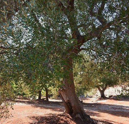 Rustico / casale a Carovigno in Contrada Marcello - Foto 5