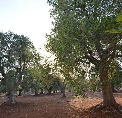 Rustico / casale a Carovigno in Contrada Marcello - Foto 4