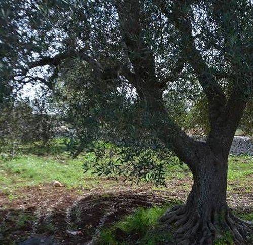 Rustico / casale a Carovigno in Contrada Belvedere - Foto 3