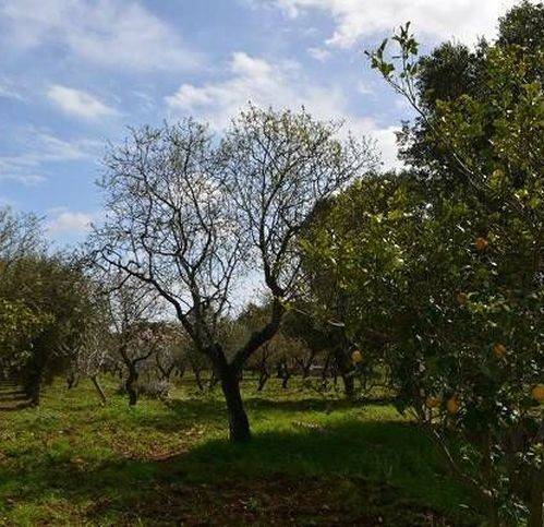 Rustico / casale a Carovigno in Contrada Belvedere - Foto 4