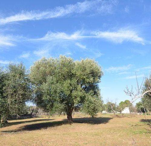 Rustico / casale a Carovigno in Via Specchiolla - Foto 4