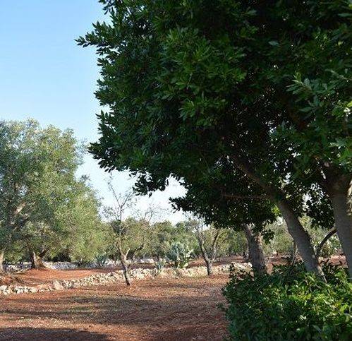 Rustico / casale a Carovigno in Contrada Marcello - Foto 3
