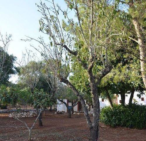 Rustico / casale a Carovigno in Contrada Marcello - Foto 4