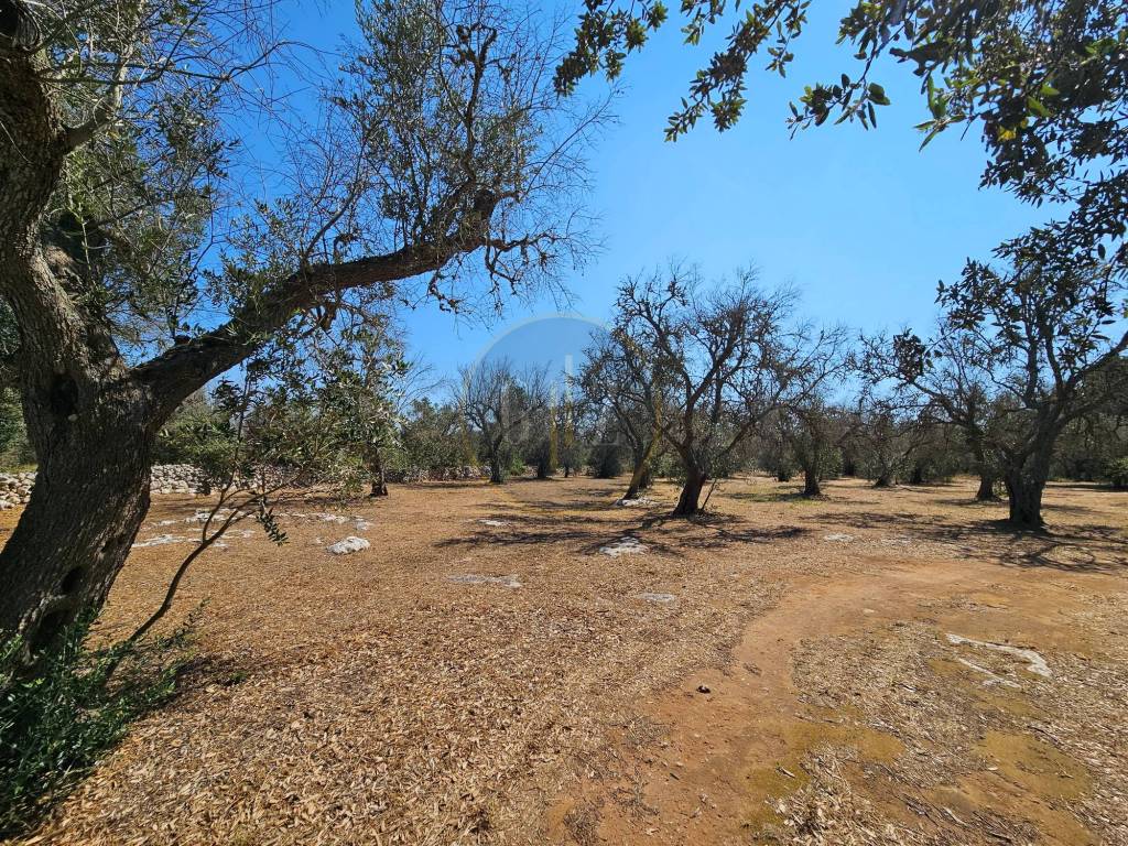 Terreno a Carpignano salentino in Strada Comunale Nuova Martano Borgagne - Foto 2