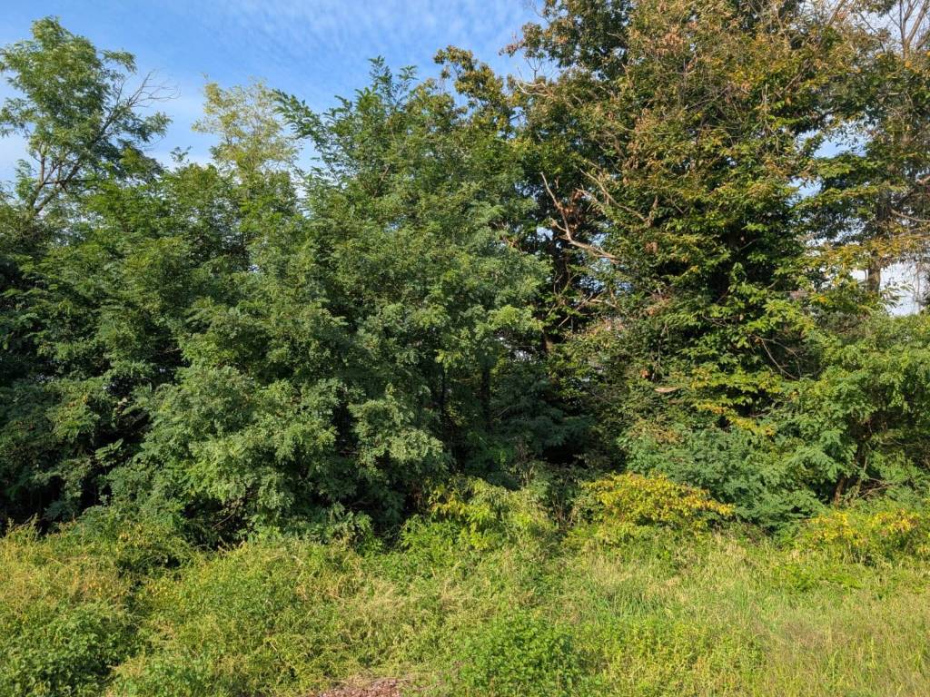 Terreno a Arcisate - Foto 4