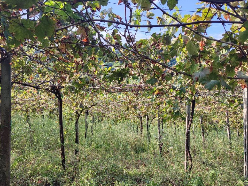 Terreno a Silvi in Strada Provinciale di Atri - Foto 5