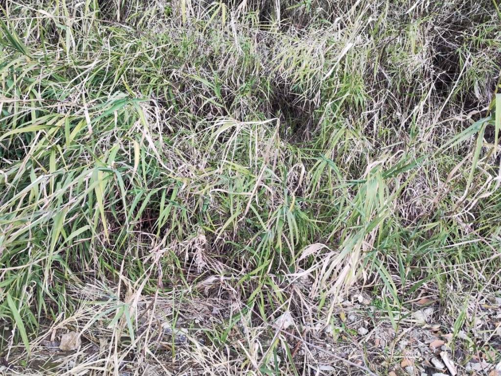 Terreno a Mentana in Via Monte San Salvatore - Foto 3