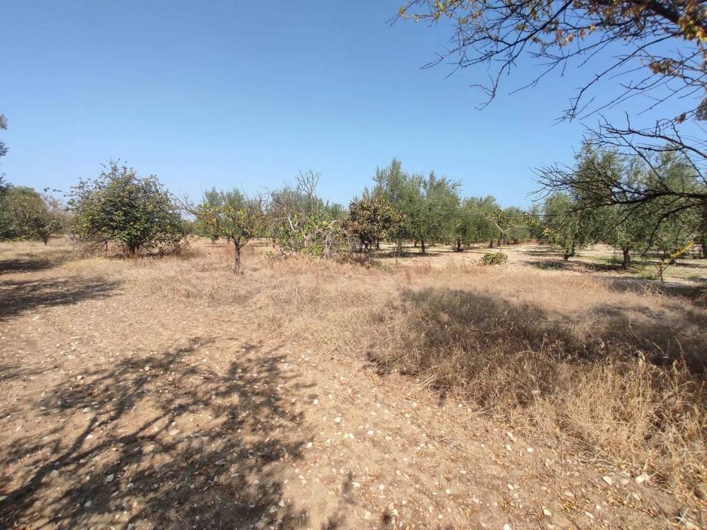 Terreno a Trani in Strada Montericco Ii S.N.C. - Foto 2