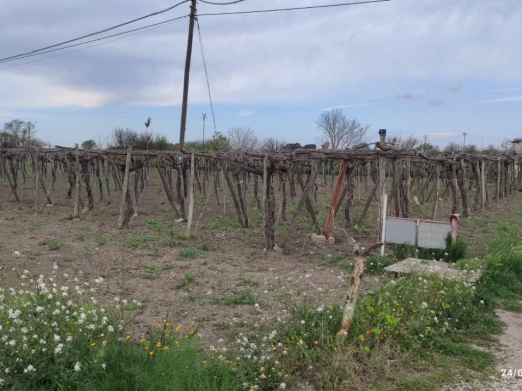 Terreno a Foggia in Strada Provinciale - Foto 4