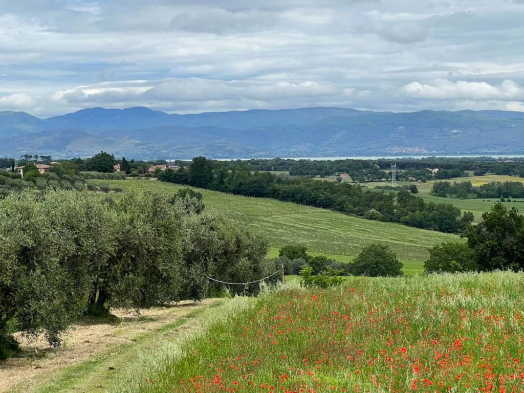 Terreno a Castiglione del lago in Castiglione del Lago - Foto 2
