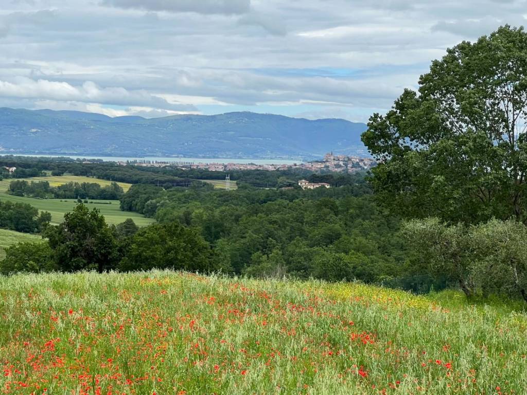 Terreno a Castiglione del lago in Castiglione del Lago - Foto 5