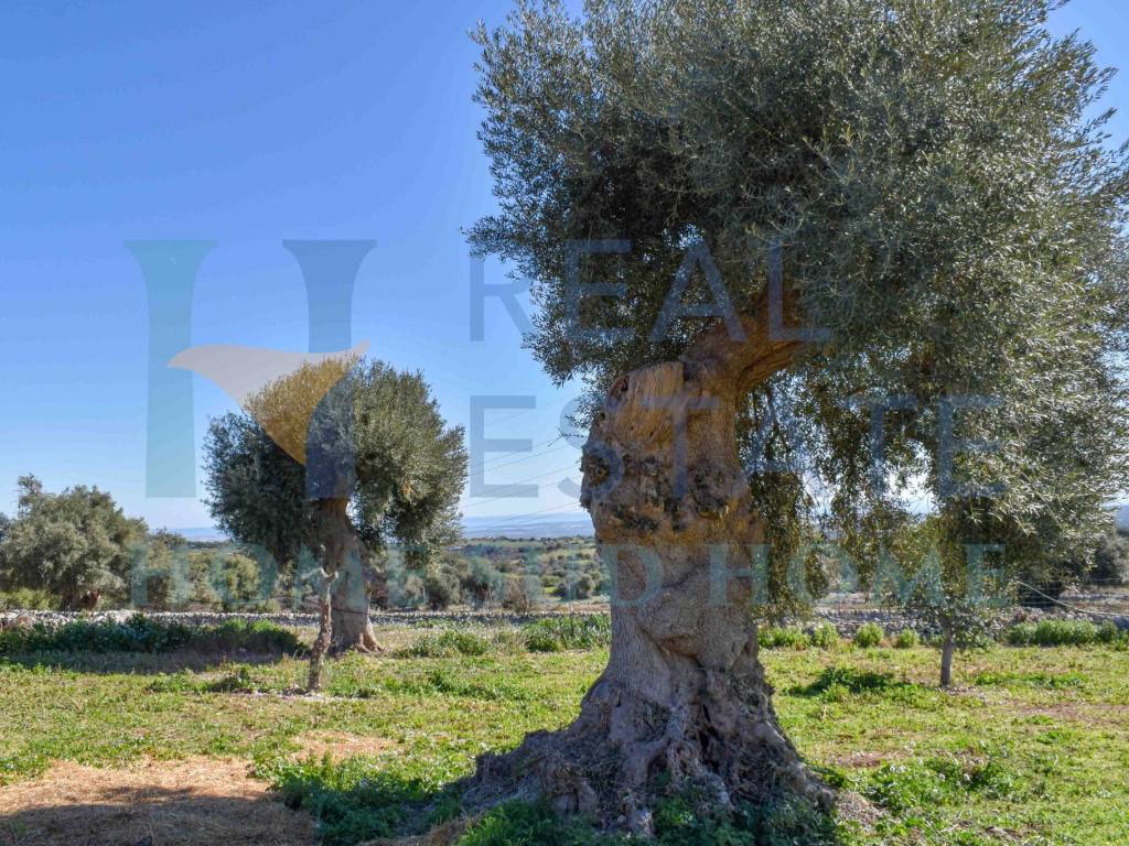 Rustico / casale a Noto in Via Tommaso Fazello, 228 - Foto 2