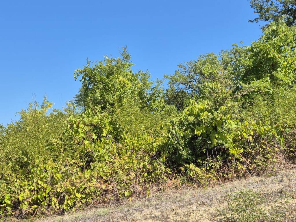 Terreno a San giovanni teatino in Via Oristano - Foto 3