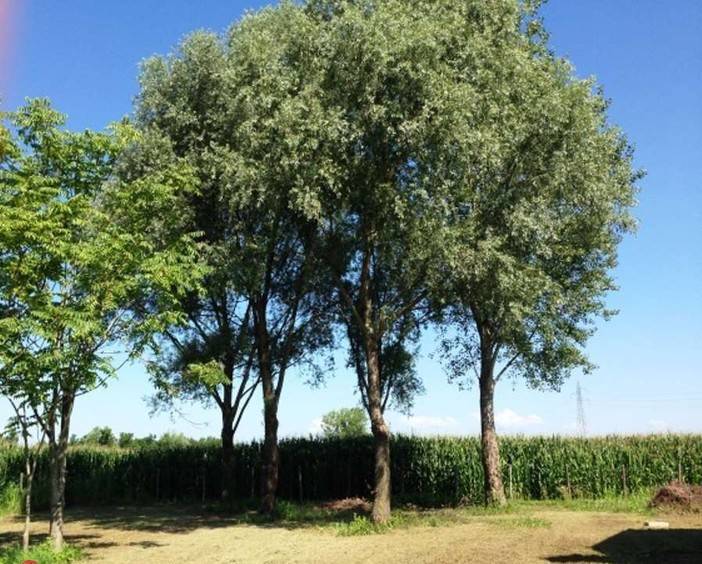 Rustico / casale a Villafranca padovana - Foto 5