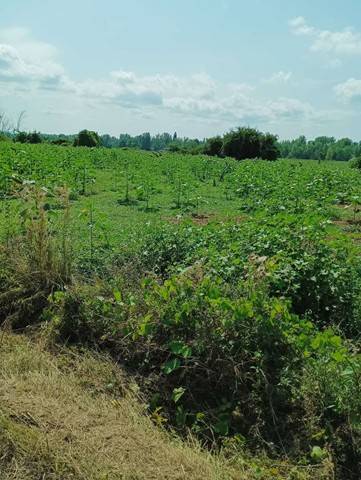 Terreno a Sansepolcro in Via Le Marcelle - Foto 2