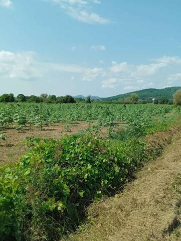 Terreno a Sansepolcro in Via Le Marcelle - Foto 4