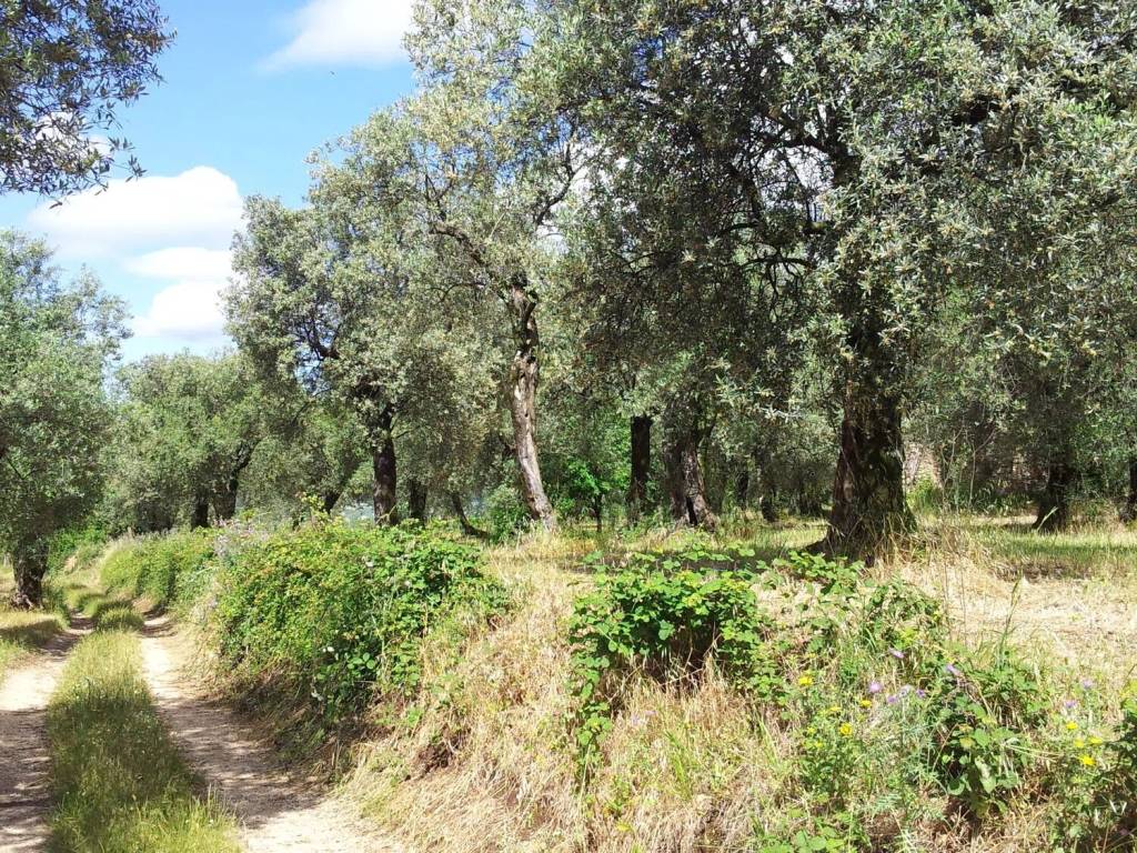 Terreno a Campagna in Via Molignano - Foto 3