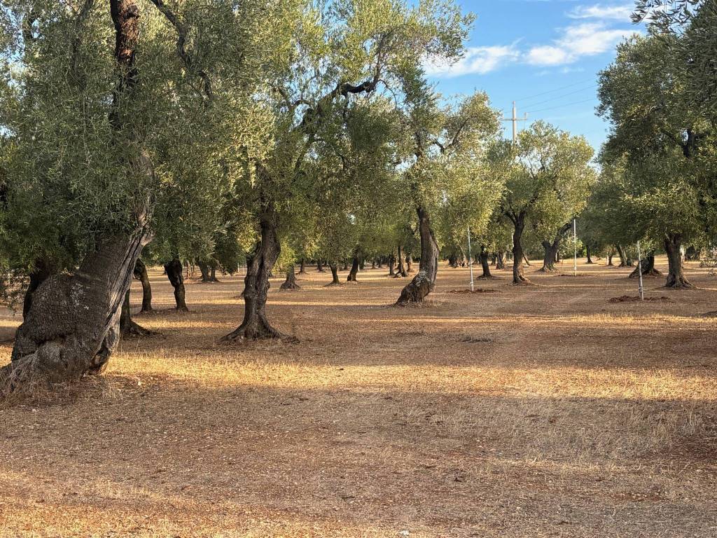 Terreno a Bitetto in Strada Vicinale La Croce - Foto 2