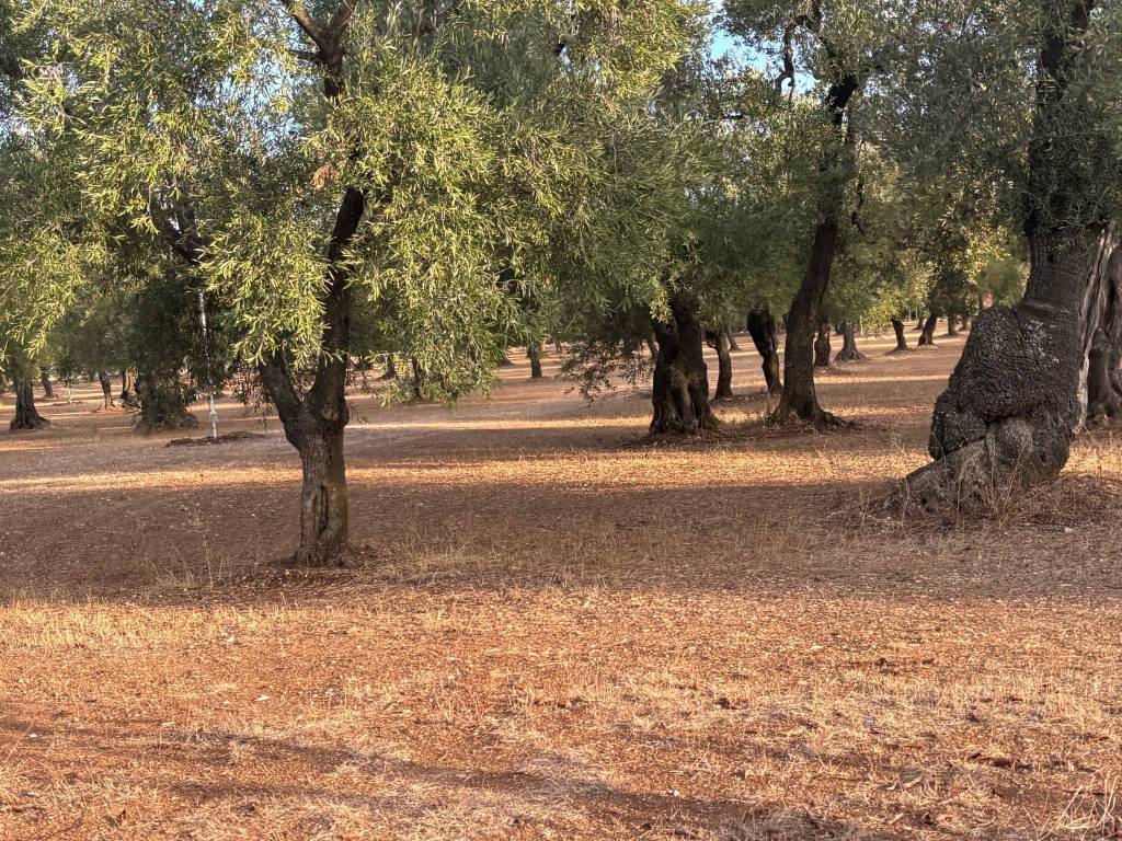 Terreno a Bitetto in Strada Vicinale La Croce - Foto 3