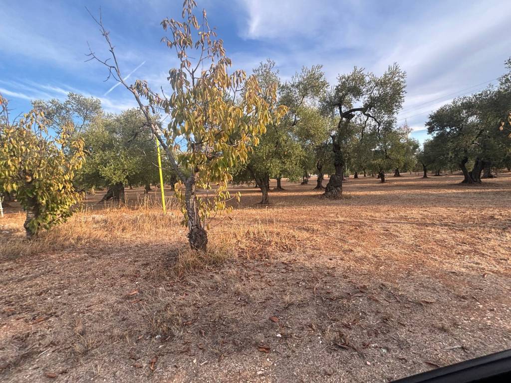 Terreno a Bitetto in Strada Vicinale La Croce - Foto 4