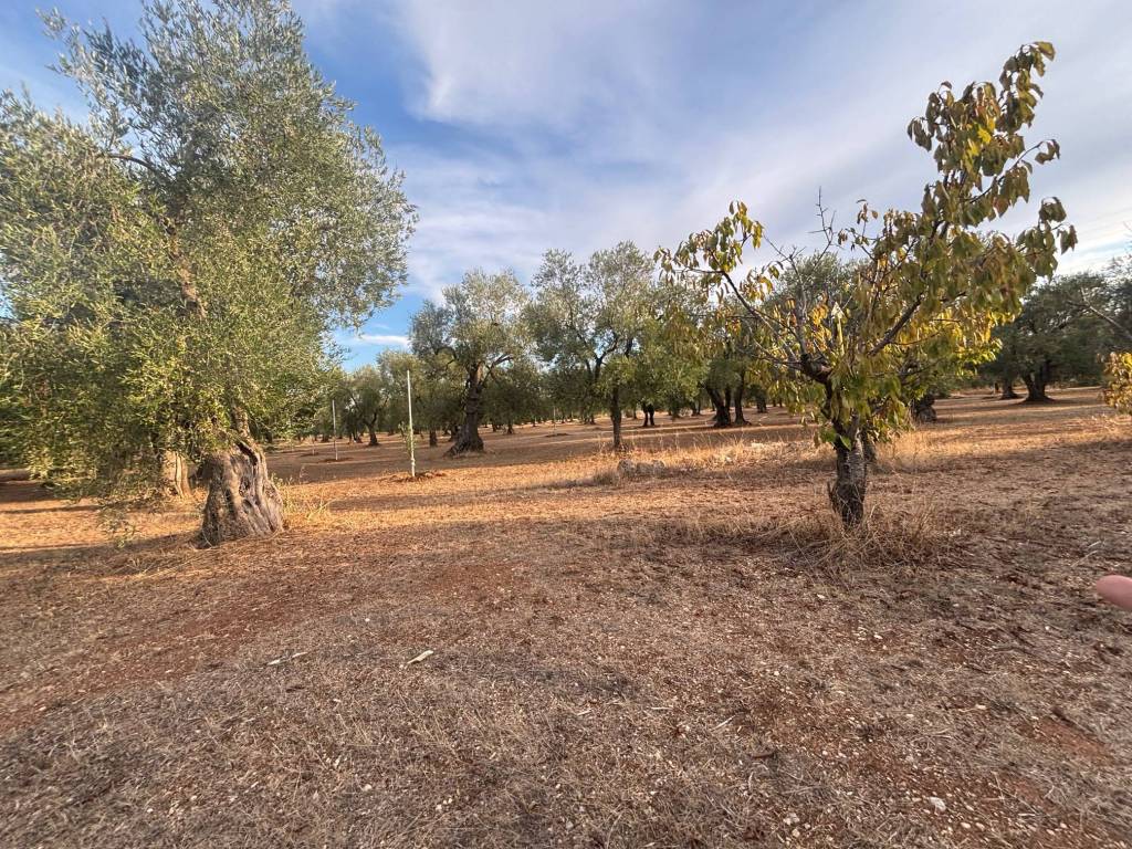Terreno a Bitetto in Strada Vicinale La Croce - Foto 5