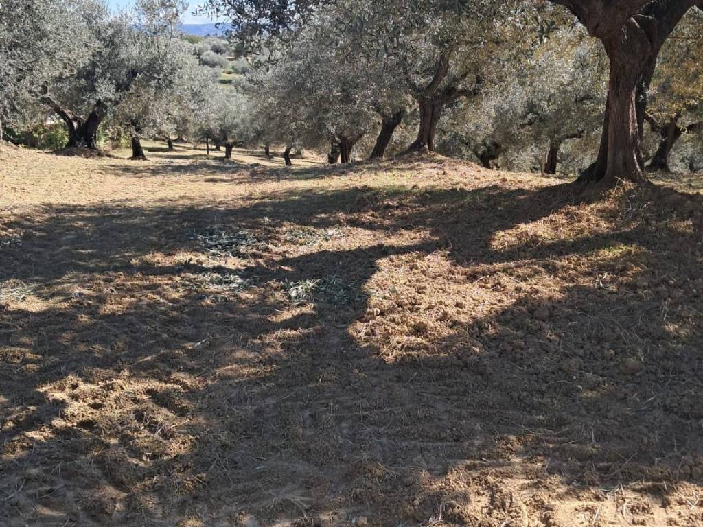 Terreno a Pianella in Contrada Vicenne Sud - Foto 2