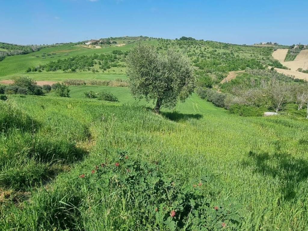 Terreno a Castel di lama in Contrada Colle Cese - Foto 2