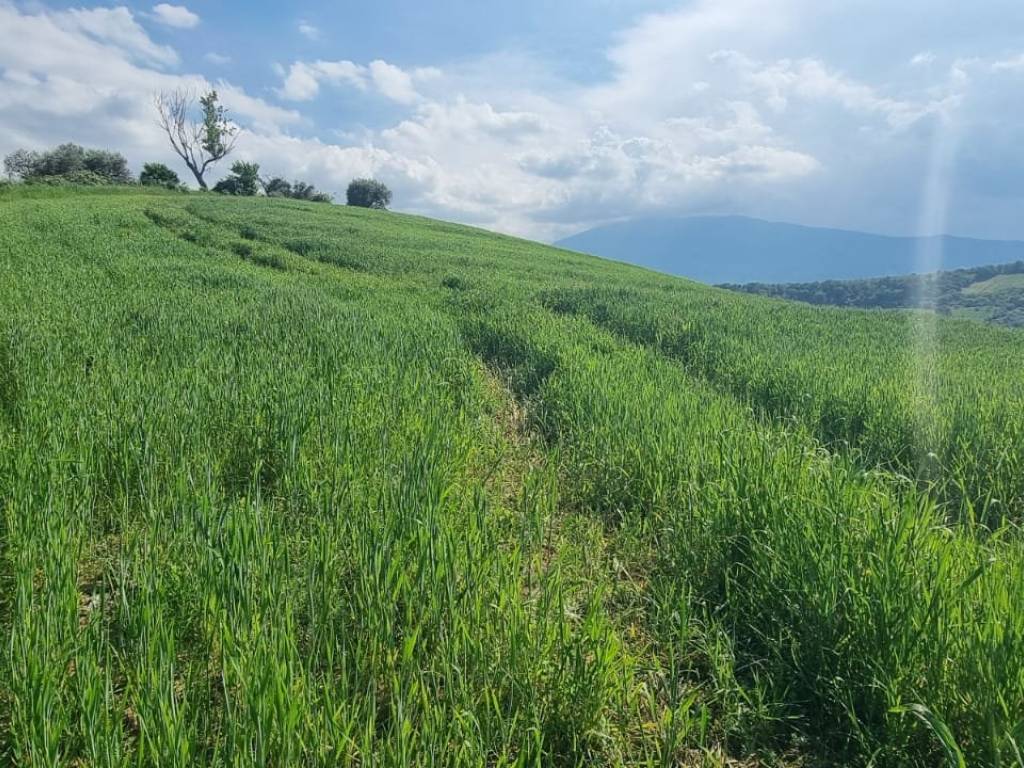 Terreno a Castel di lama in Contrada Colle Cese - Foto 5
