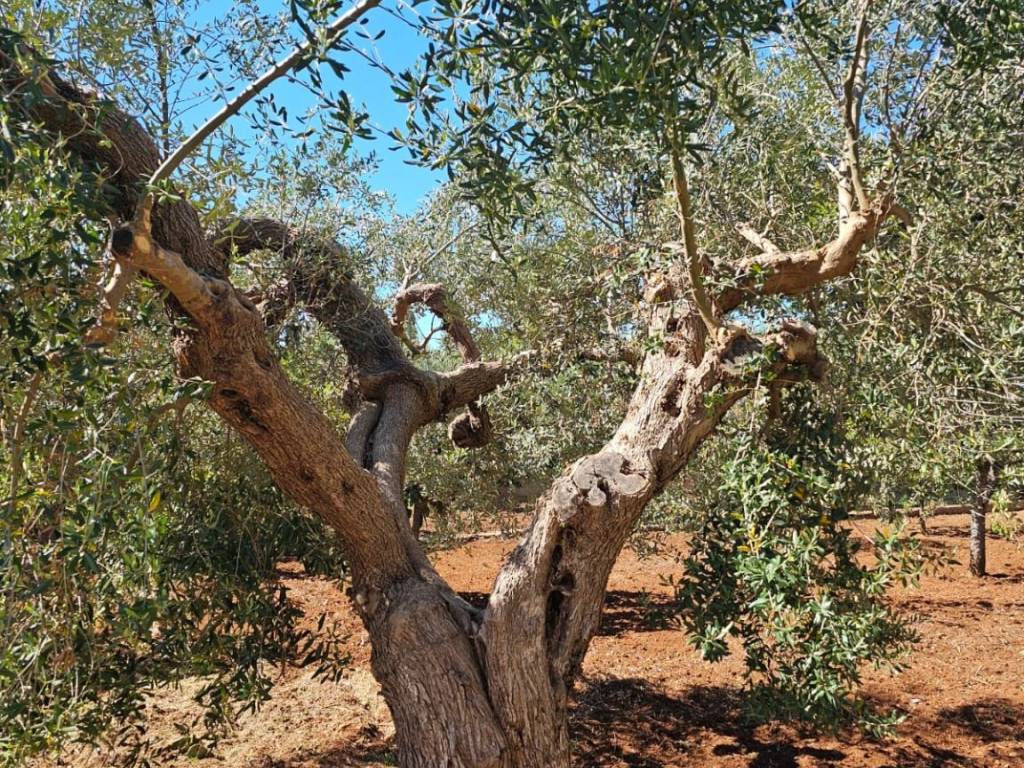 Villa a Polignano a mare in Via Case Sparse - Foto 2