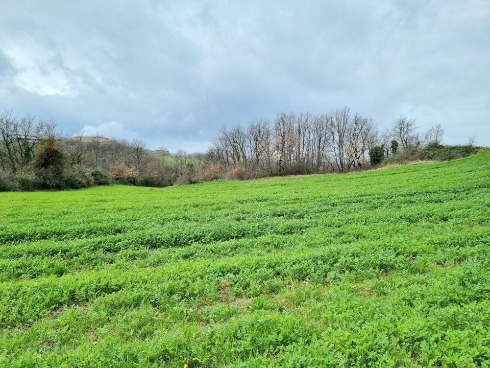 Terreno a Montemiletto in Contrada Cerreto - Foto 4