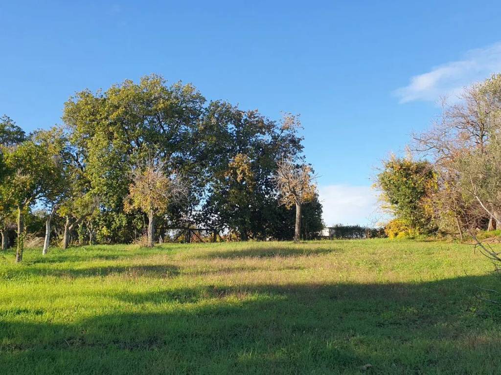 Terreno a Briatico in Sp 85 S.N.C. - Foto 4