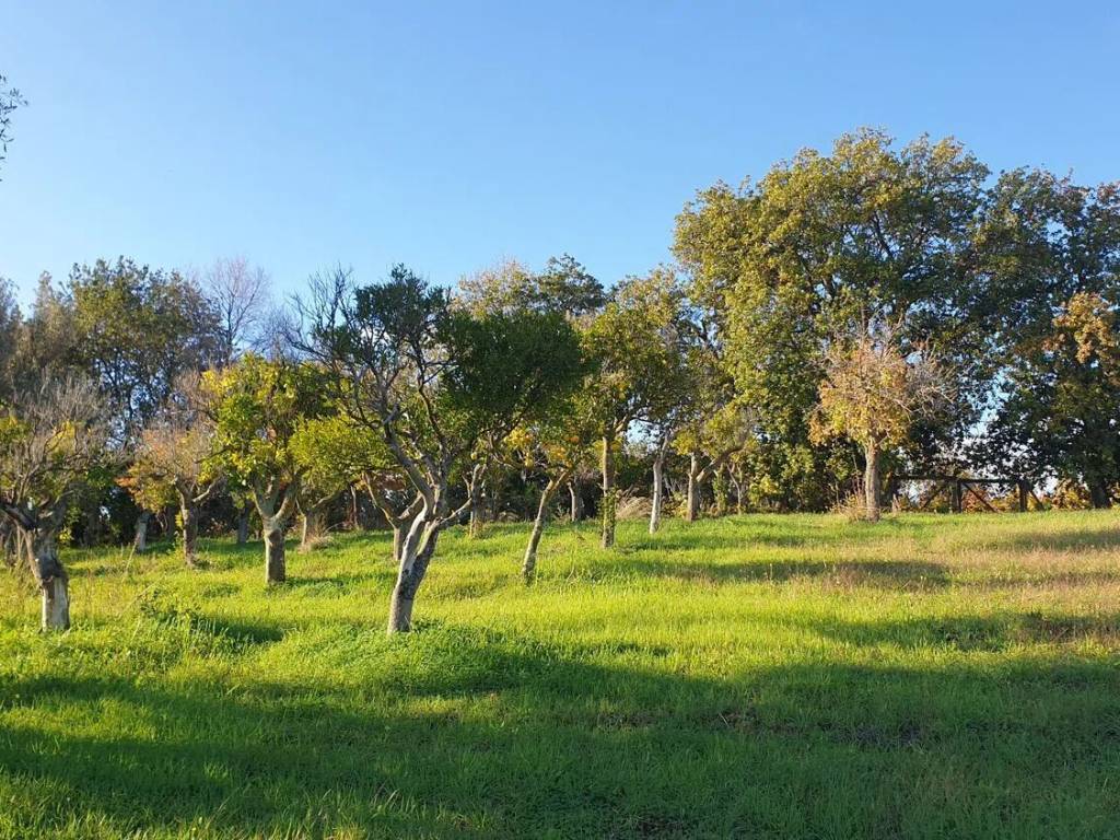 Terreno a Briatico in Sp 85 S.N.C. - Foto 5