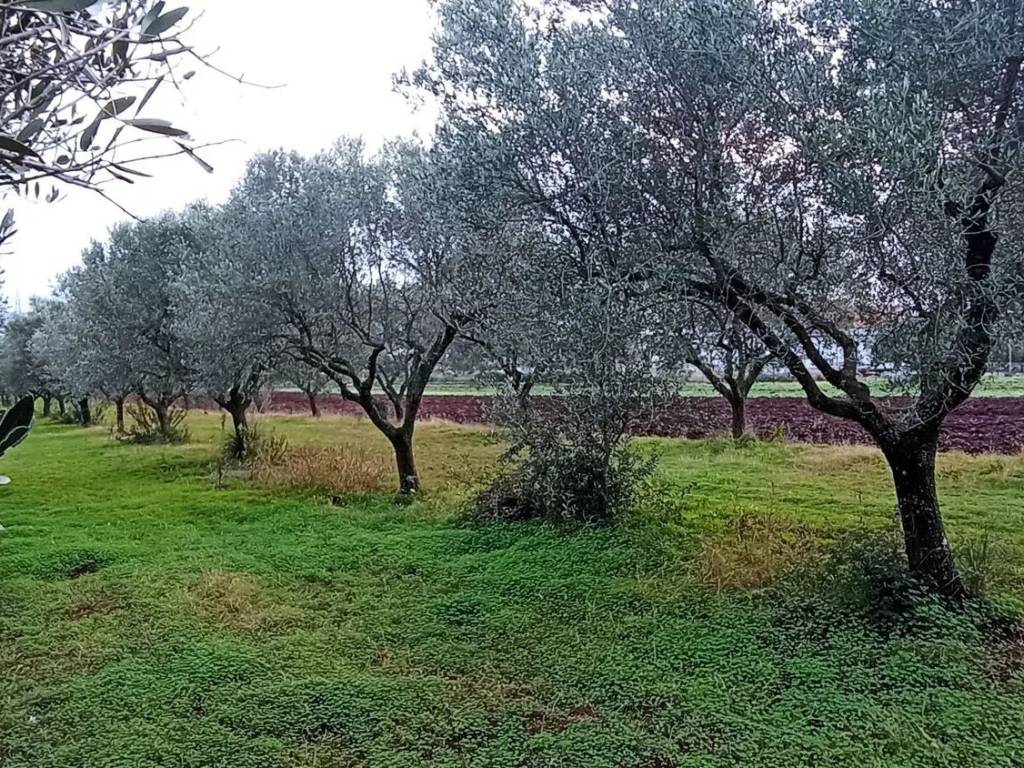 Terreno a Pizzo in Zona Industriale Maierato S.N.C. - Foto 3