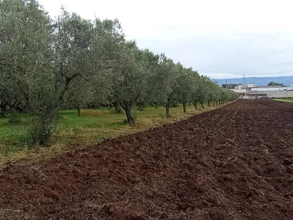 Terreno a Pizzo in Zona Industriale Maierato S.N.C. - Foto 4