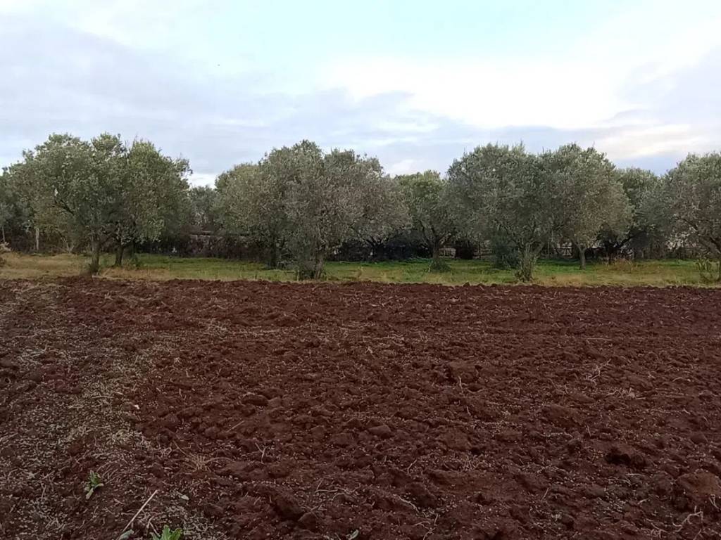 Terreno a Pizzo in Zona Industriale Maierato S.N.C. - Foto 5