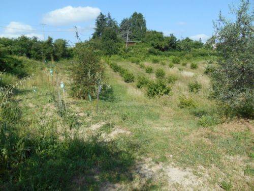 Terreno a Verucchio - Foto 2