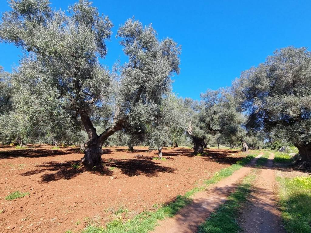 Terreno a Carovigno in Contrada Acciano - Foto 2