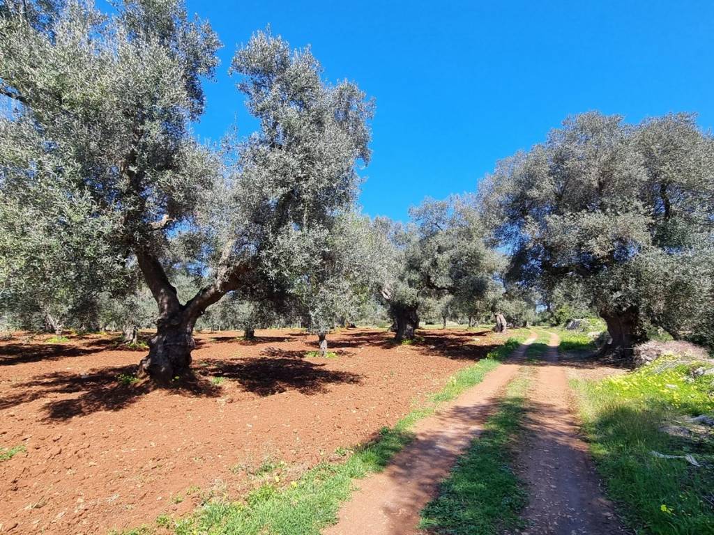 Terreno a Carovigno in Contrada Acciano - Foto 3