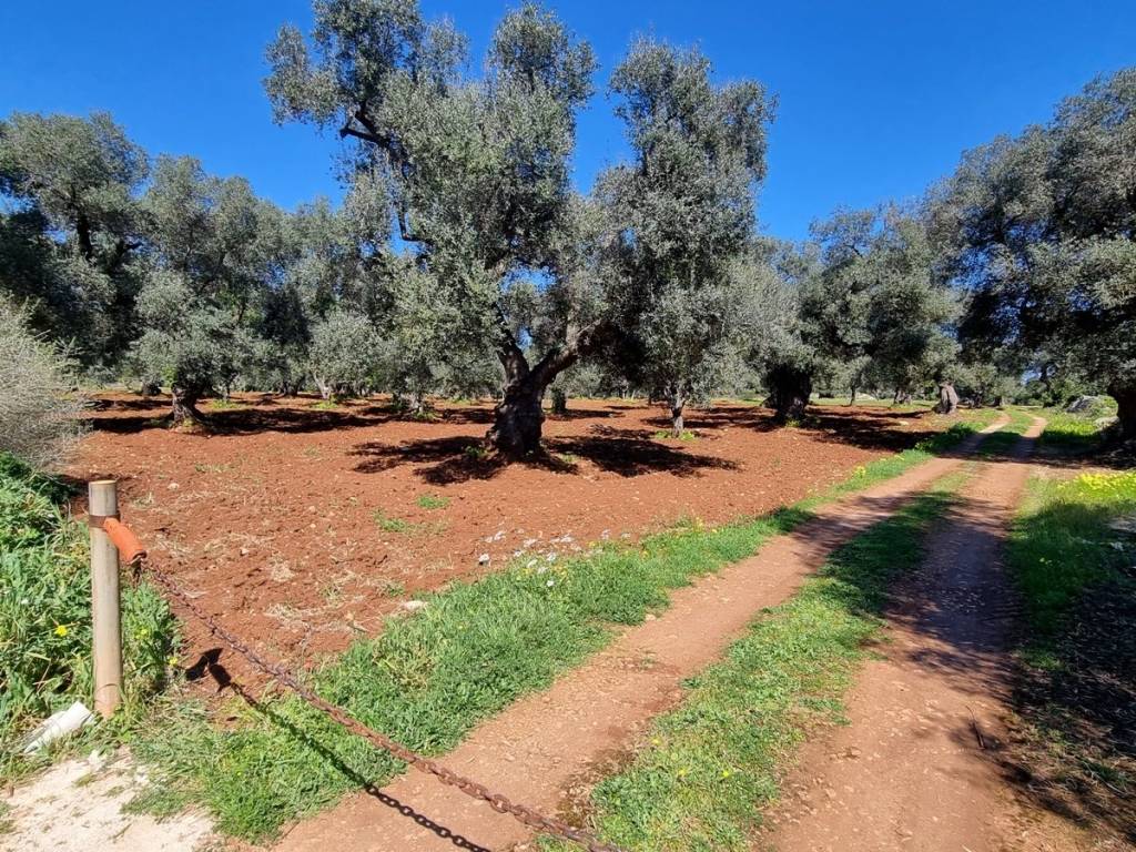 Terreno a Carovigno in Contrada Acciano - Foto 4